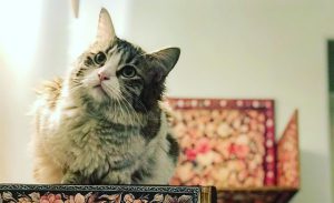 Persian cat museum 